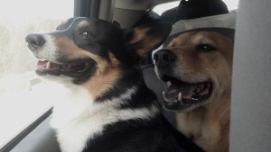 Mighty and Vinnie on the ride to our next "campventure"