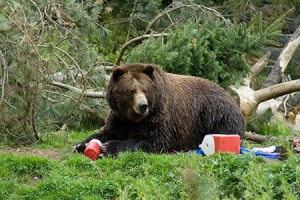 dealing-with-bears-when-camping-442