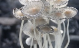 Misty Morning Mushrooms