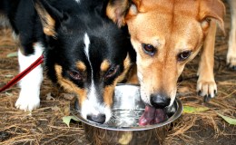 Camping Tip of the&nbsp;Day