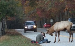 An Elk with a Serious Distaste for Camo&nbsp;Hat