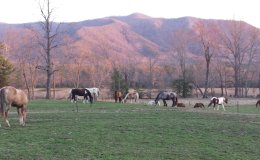 Cades Cove in the&nbsp;Smokies